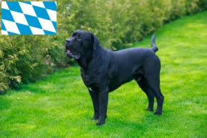 Read more about the article Cane Corso Italiano breeders and puppies in Bavaria