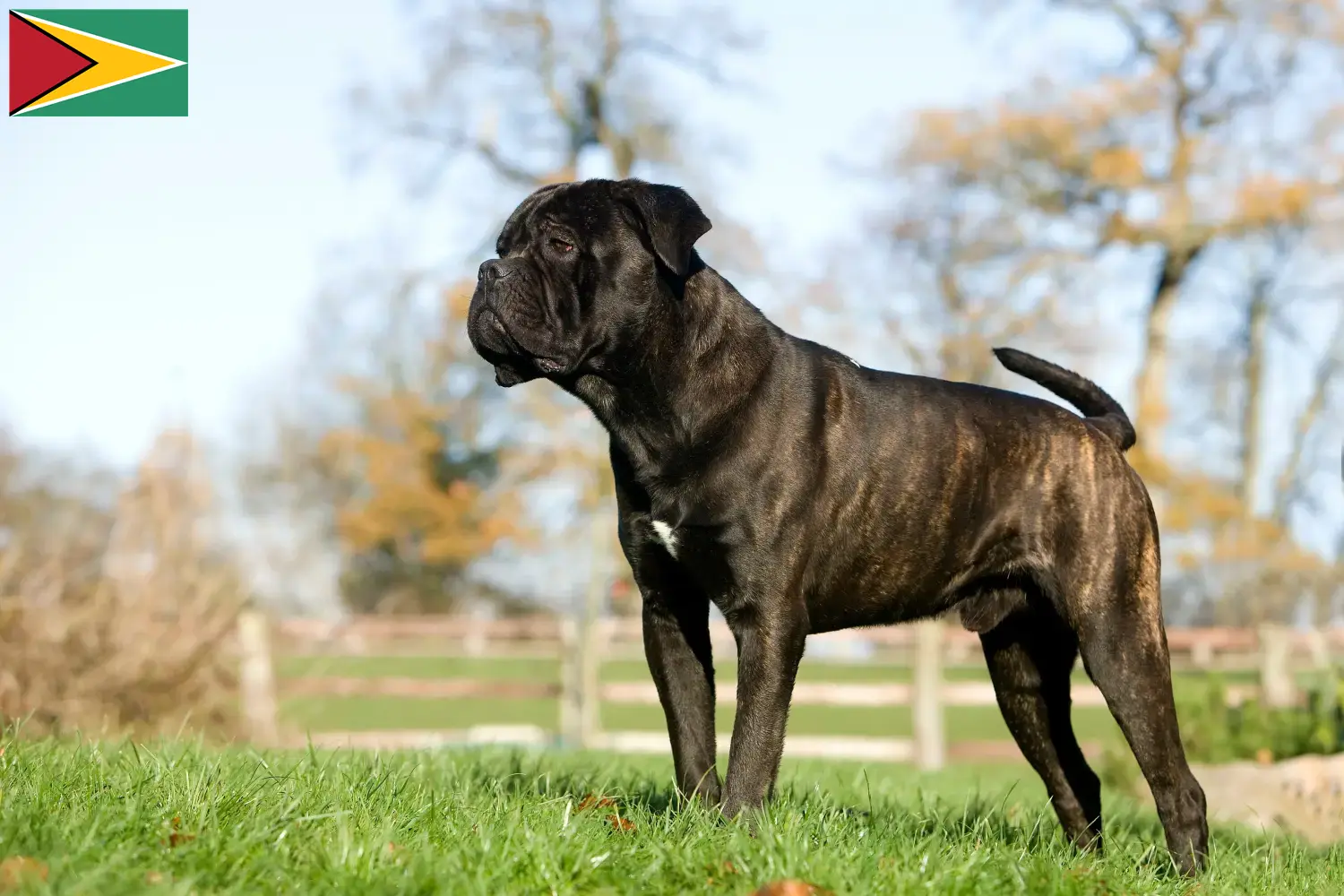 Read more about the article Cane Corso Italiano breeders and puppies in Guyana