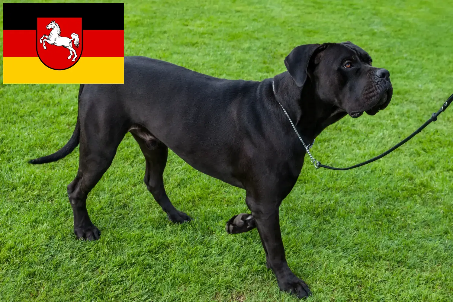 Read more about the article Cane Corso Italiano breeders and puppies in Lower Saxony