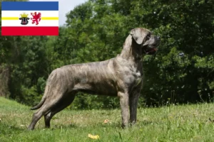 Read more about the article Cane Corso Italiano breeders and puppies in Mecklenburg-Vorpommern