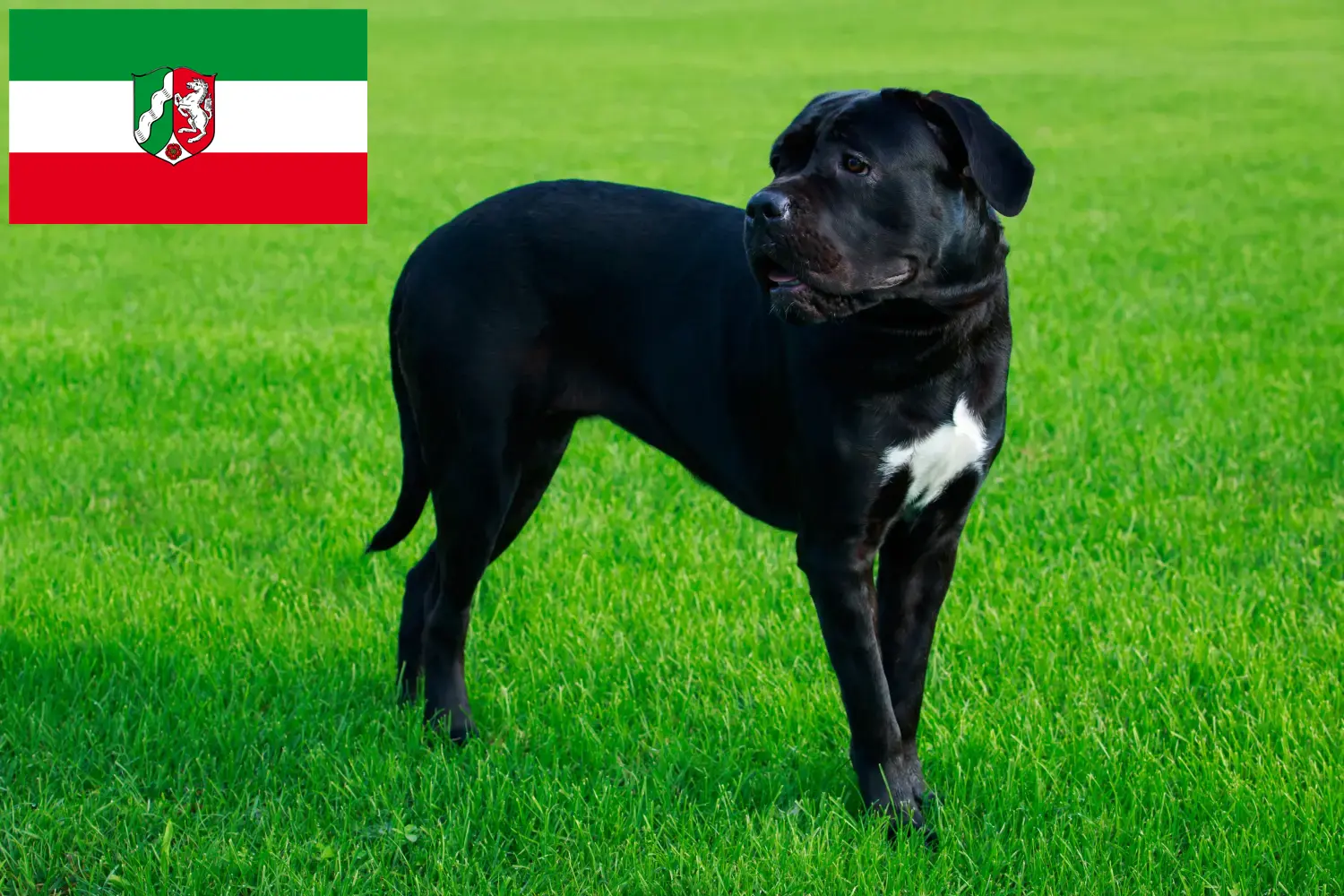 Read more about the article Cane Corso Italiano breeders and puppies in North Rhine-Westphalia