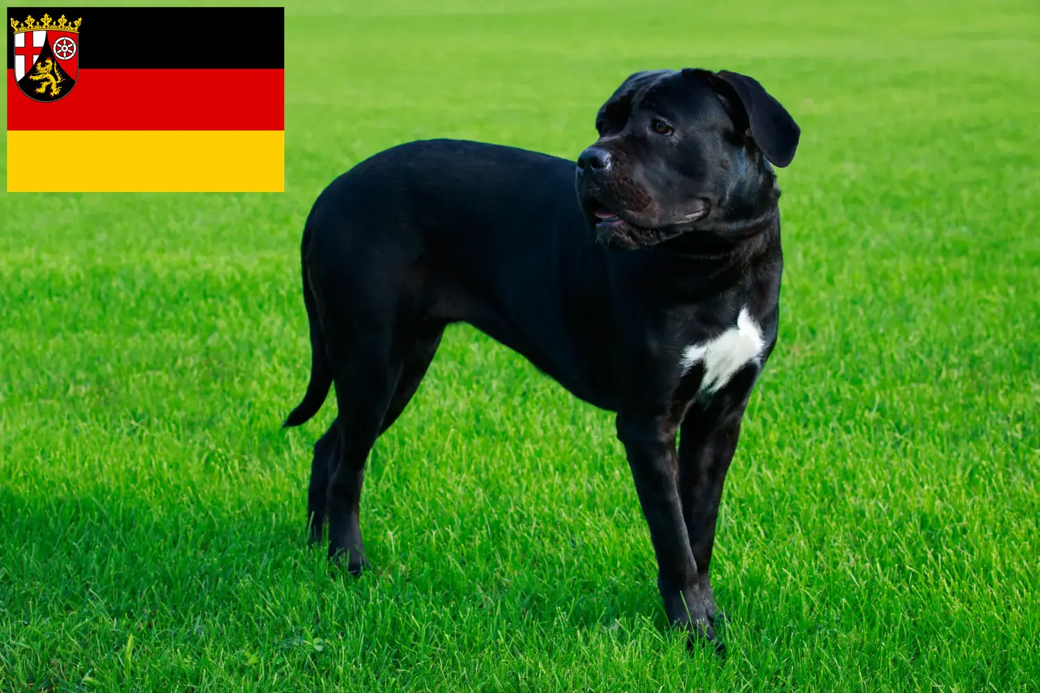 Cane Corso Italiano breeders and puppies in Rhineland-Palatinate ...