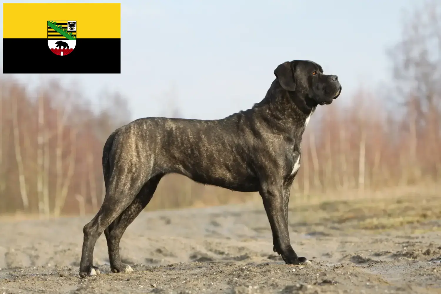 Read more about the article Cane Corso Italiano breeders and puppies in Saxony-Anhalt