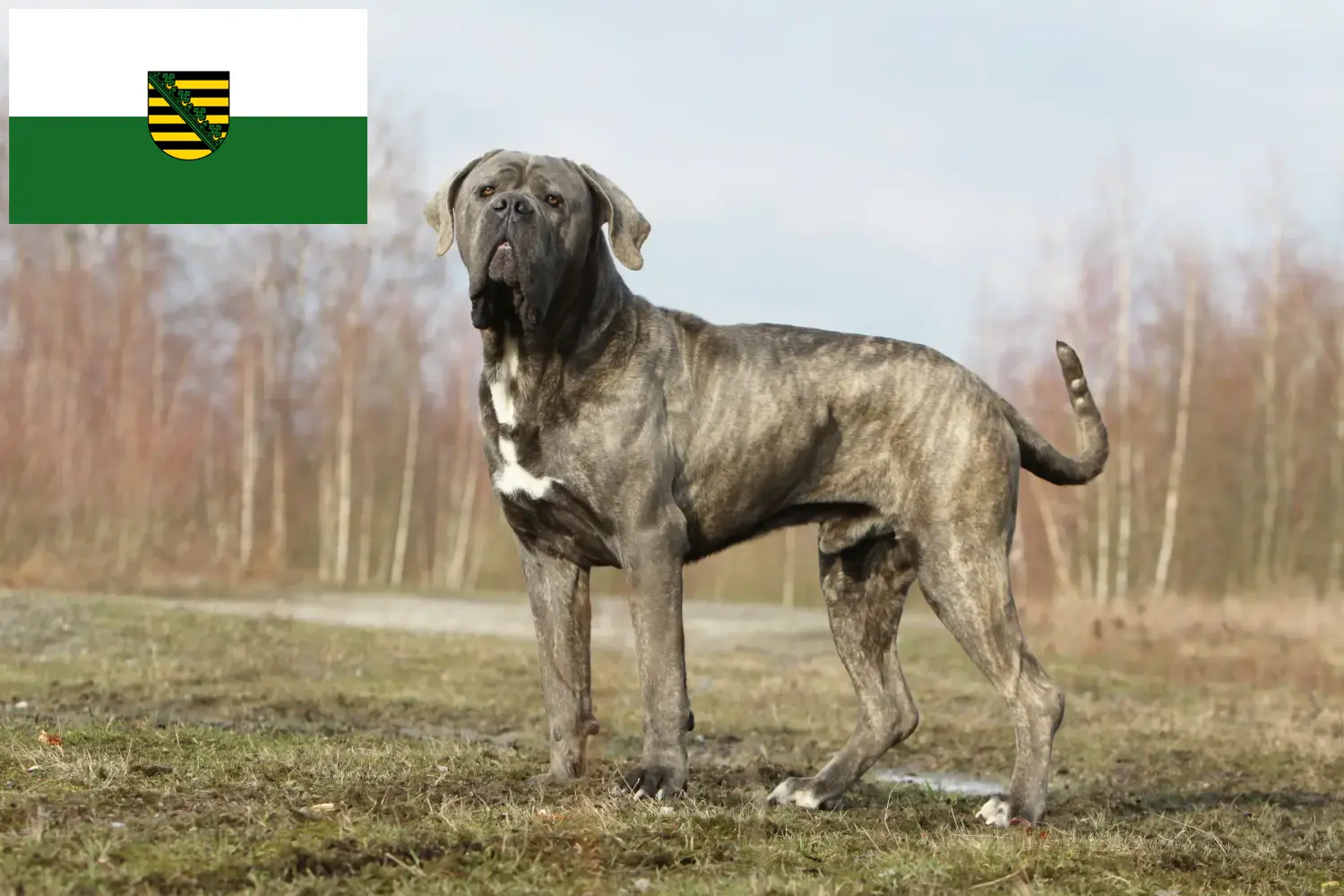 Read more about the article Cane Corso Italiano breeders and puppies in Saxony