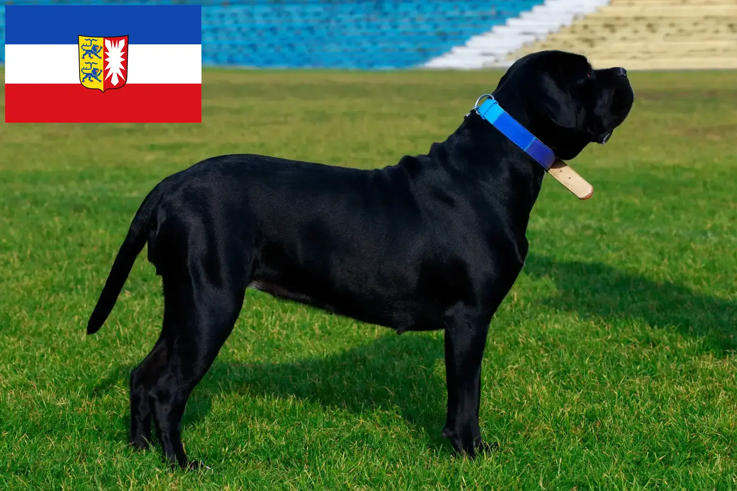 Read more about the article Cane Corso Italiano breeders and puppies in Schleswig-Holstein