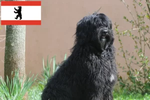 Read more about the article Cão de Agua português breeders and puppies in Berlin