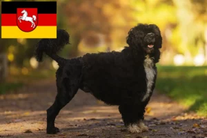 Read more about the article Cão de Agua português breeders and puppies in Lower Saxony