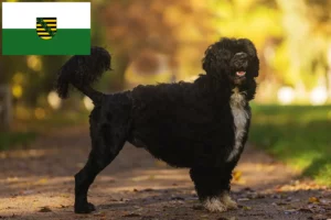 Read more about the article Cão de Agua português breeders and puppies in Saxony