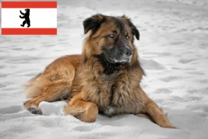 Read more about the article Caucasian Shepherd Dog Breeder and Puppies in Berlin