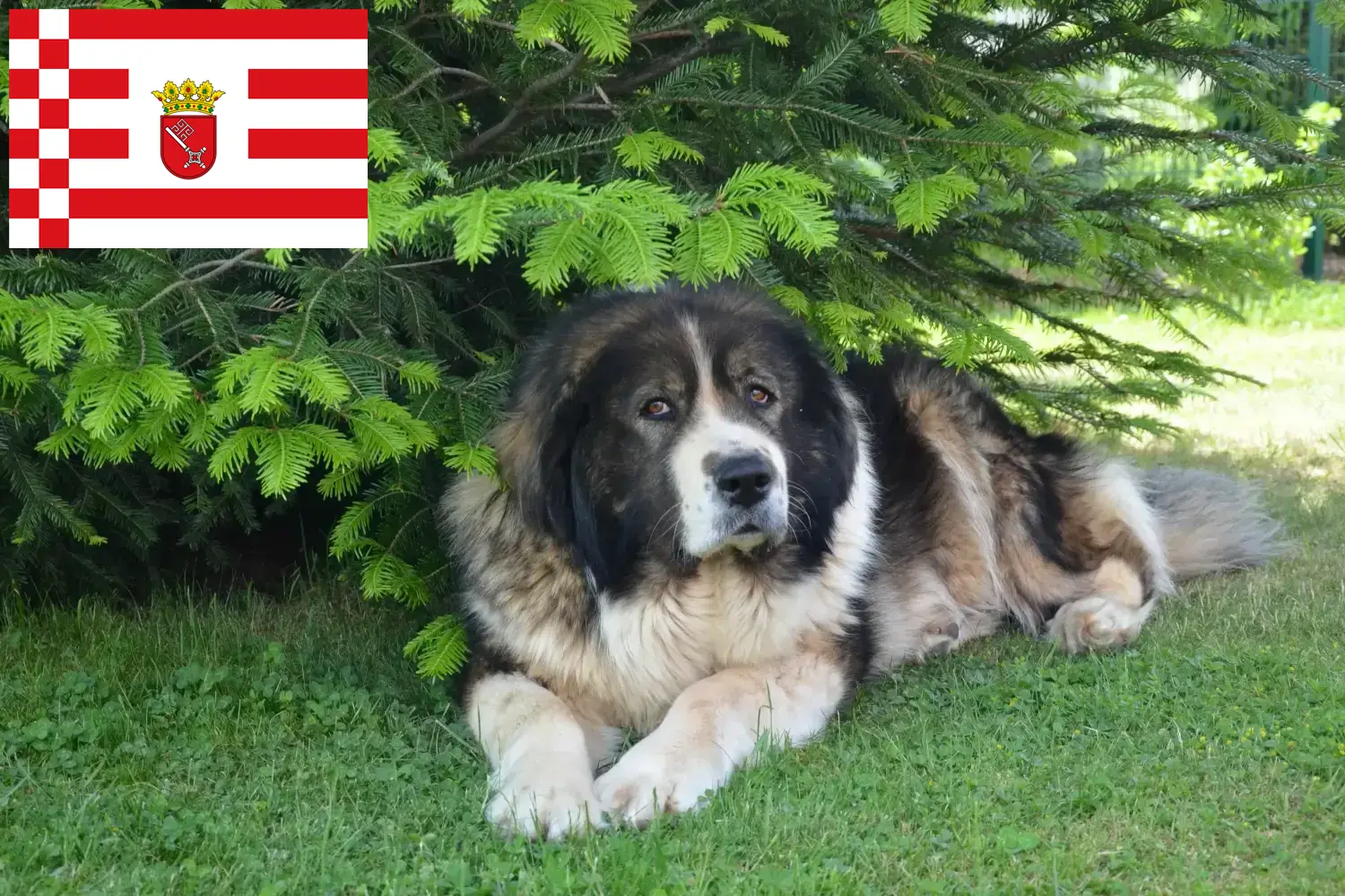 Read more about the article Caucasian Shepherd Dog Breeder and Puppies in Bremen