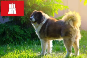 Read more about the article Caucasian Shepherd Dog Breeder and Puppies in Hamburg