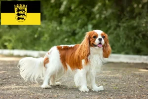 Read more about the article Cavalier King Charles Spaniel breeders and puppies in Baden-Württemberg