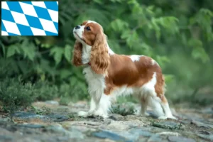 Read more about the article Cavalier King Charles Spaniel breeders and puppies in Bavaria