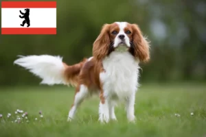 Read more about the article Cavalier King Charles Spaniel breeders and puppies in Berlin