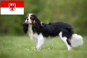 Read more about the article Cavalier King Charles Spaniel breeders and puppies in Brandenburg
