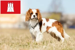 Read more about the article Cavalier King Charles Spaniel breeders and puppies in Hamburg