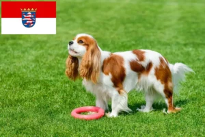 Read more about the article Cavalier King Charles Spaniel breeders and puppies in Hessen