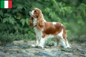 Read more about the article Cavalier King Charles Spaniel breeders and puppies in Italy