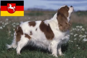 Read more about the article Cavalier King Charles Spaniel breeders and puppies in Lower Saxony