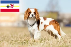Read more about the article Cavalier King Charles Spaniel breeders and puppies in Mecklenburg-Vorpommern