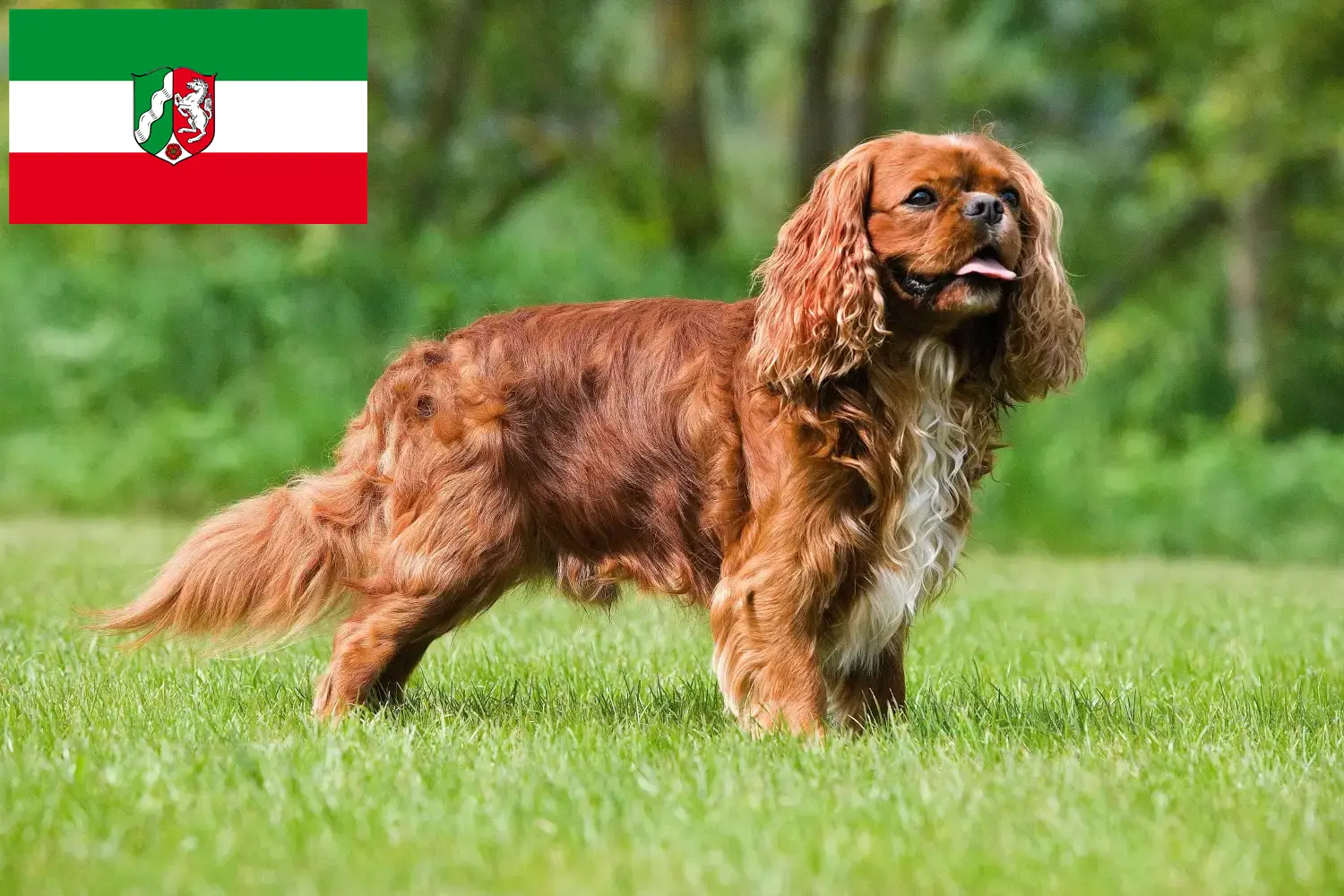 Read more about the article Cavalier King Charles Spaniel breeders and puppies in North Rhine-Westphalia