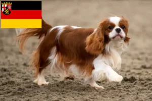 Read more about the article Cavalier King Charles Spaniel breeders and puppies in Rhineland-Palatinate