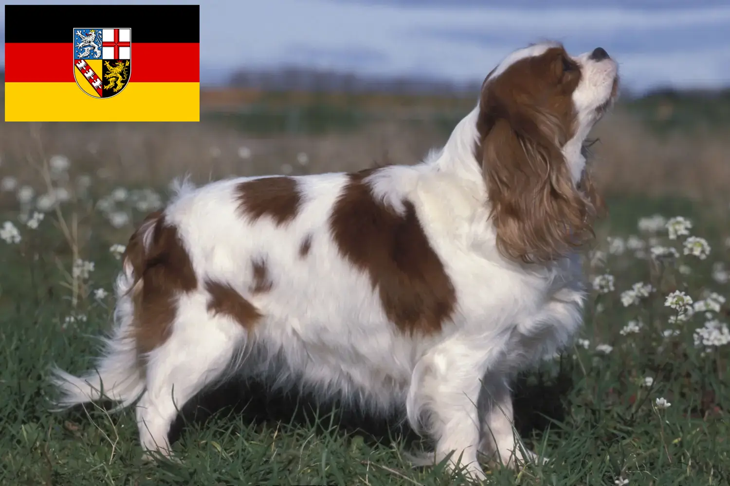 Read more about the article Cavalier King Charles Spaniel breeders and puppies in Saarland