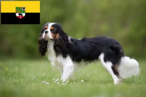 Read more about the article Cavalier King Charles Spaniel breeders and puppies in Saxony-Anhalt