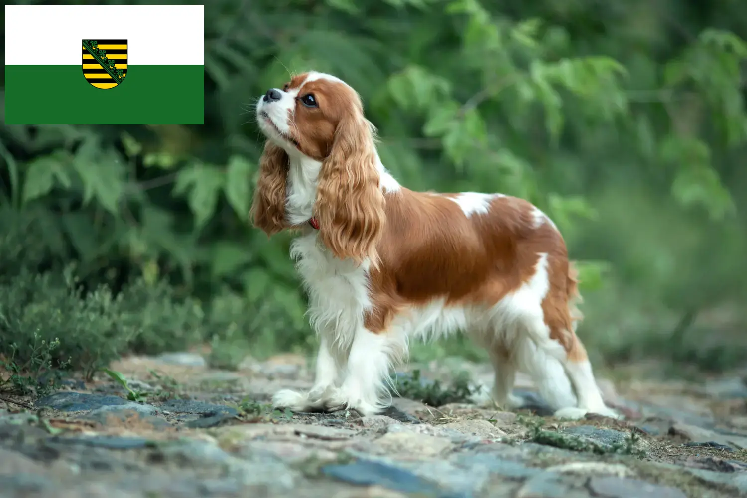 Read more about the article Cavalier King Charles Spaniel breeders and puppies in Saxony