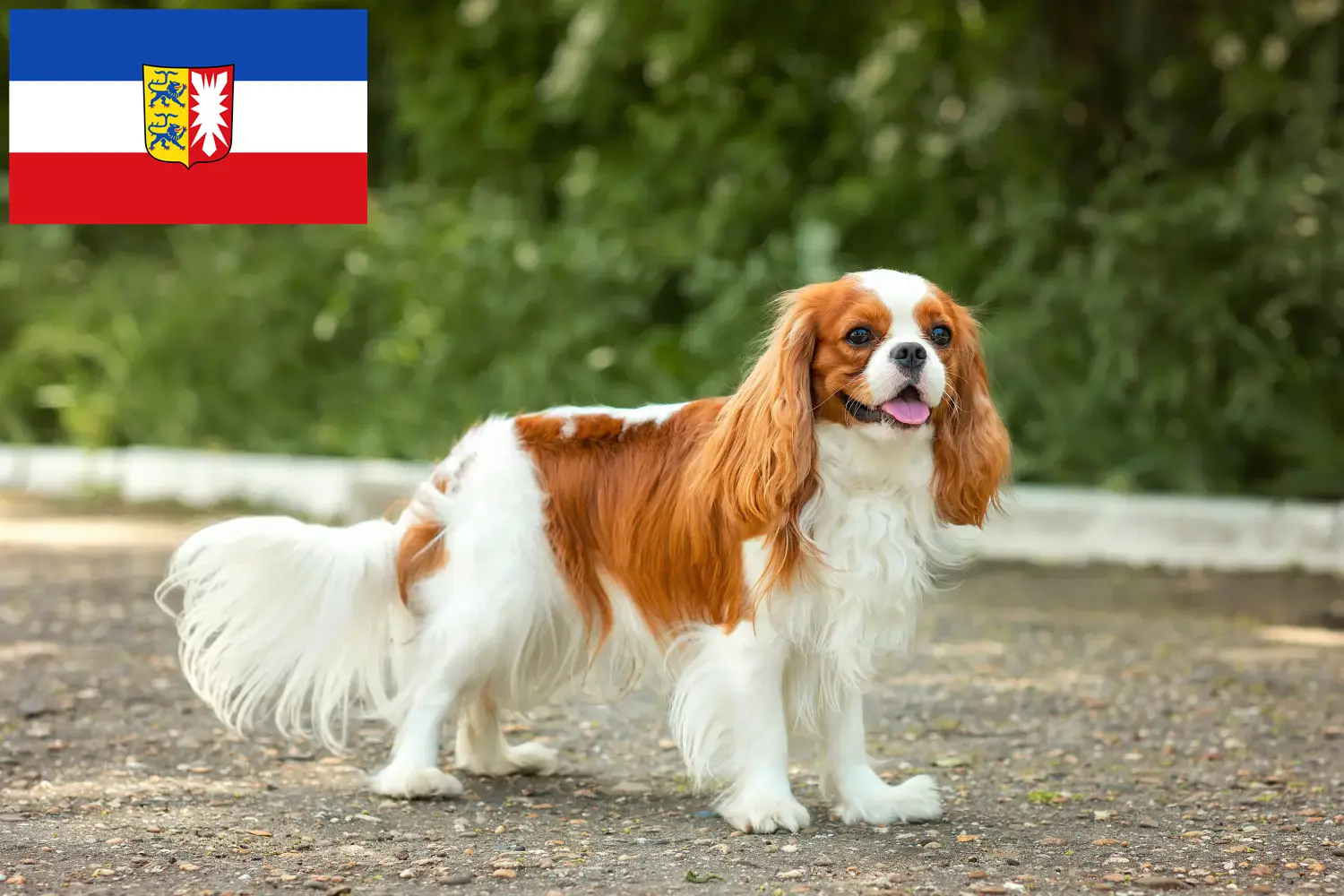 Read more about the article Cavalier King Charles Spaniel breeders and puppies in Schleswig-Holstein