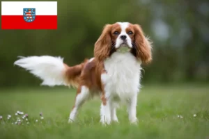 Read more about the article Cavalier King Charles Spaniel breeders and puppies in Thuringia
