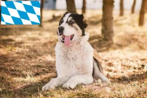 Read more about the article Central Asian Shepherd Dog Breeder and Puppies in Bavaria