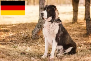 Read more about the article Central Asian Shepherd Dog Breeder and Puppies in Germany
