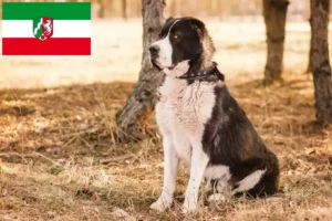 Read more about the article Central Asian Shepherd Dog Breeder and Puppies in North Rhine-Westphalia