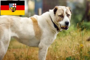 Read more about the article Central Asian Shepherd Dog Breeder and Puppies in Saarland