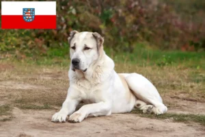 Read more about the article Central Asian Shepherd Dog Breeder and Puppies in Thuringia