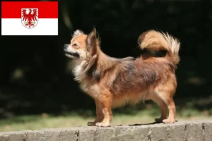 Read more about the article Chihuahua breeders and puppies in Brandenburg
