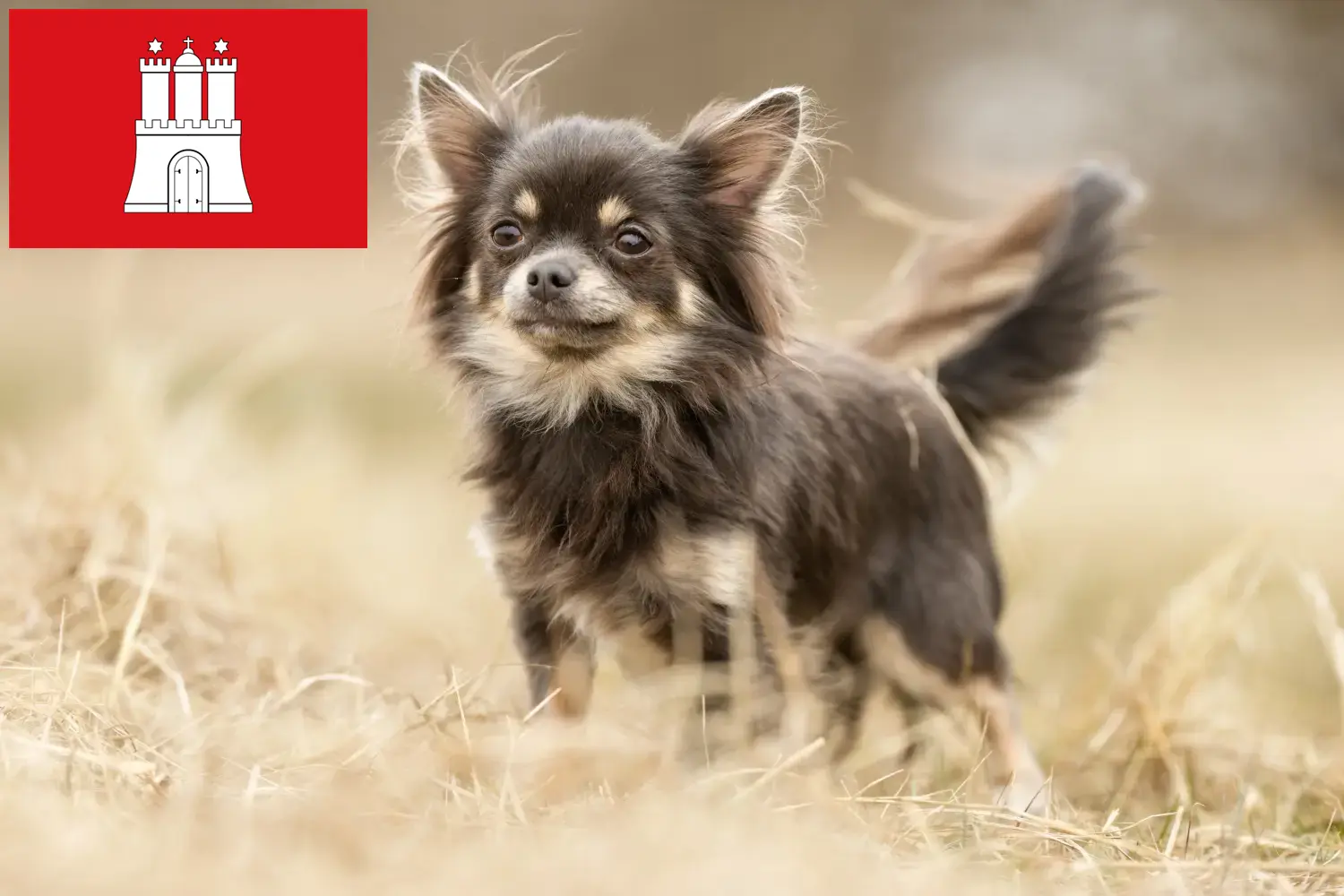 Read more about the article Chihuahua breeders and puppies in Hamburg