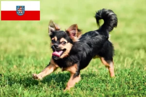 Read more about the article Chihuahua breeders and puppies in Thuringia