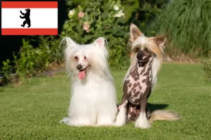 Read more about the article Chinese Crested Dog breeder and puppies in Berlin