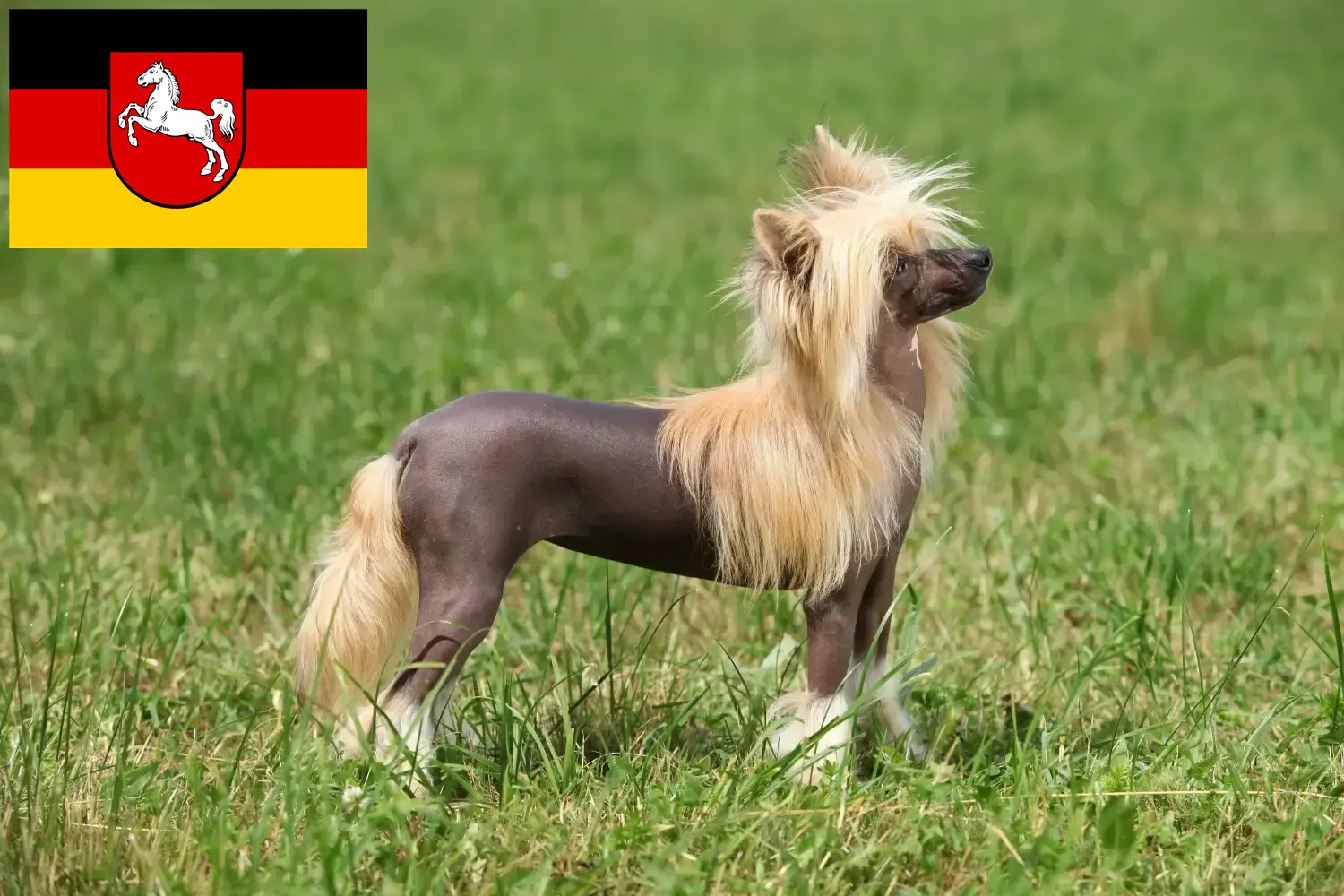 Read more about the article Chinese Crested Dog breeders and puppies in Lower Saxony