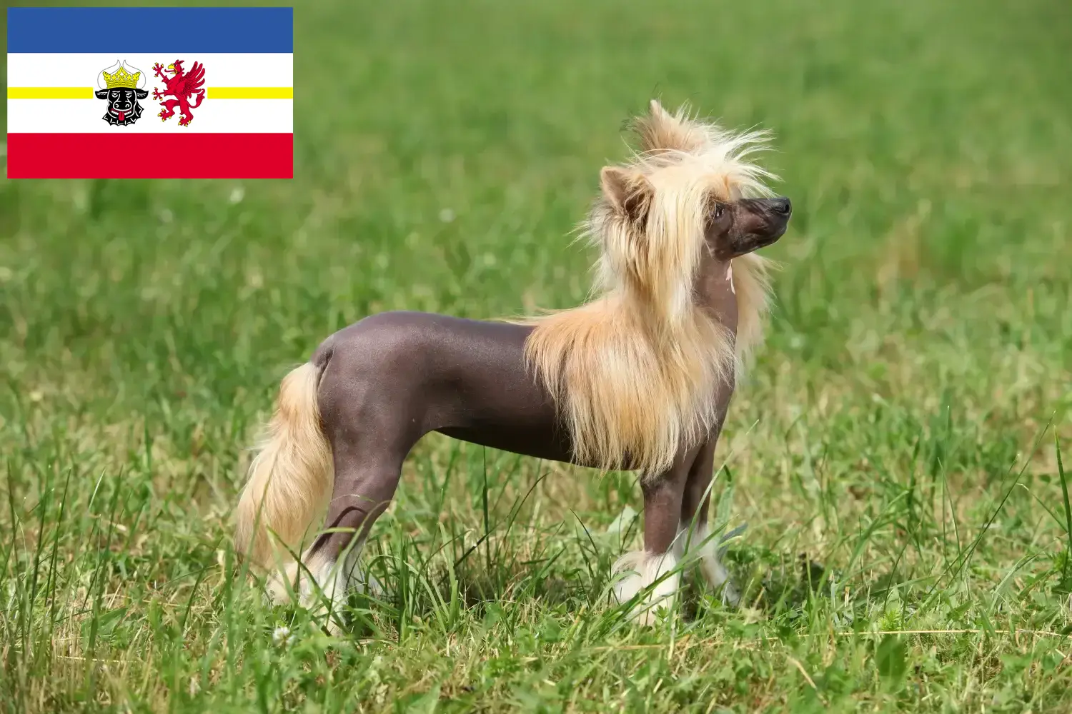 Read more about the article Chinese Crested Dog breeders and puppies in Mecklenburg-Vorpommern