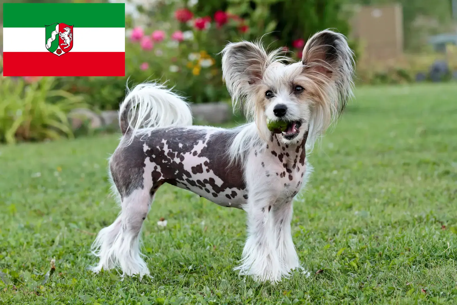 Read more about the article Chinese Crested Dog breeders and puppies in North Rhine-Westphalia