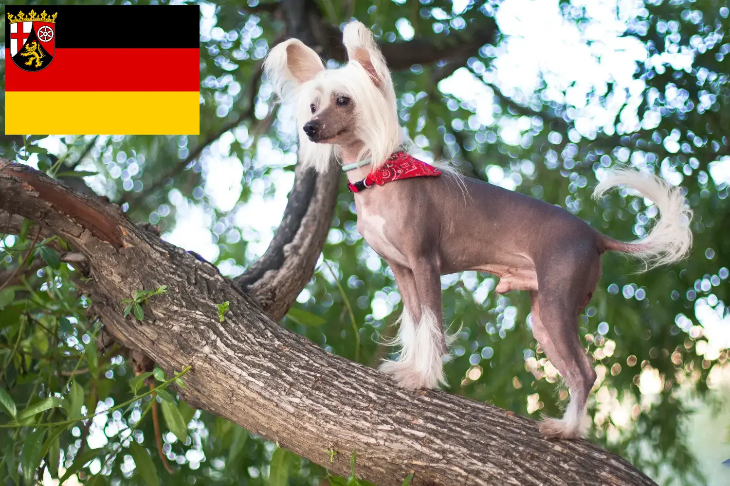 Read more about the article Chinese Crested Dog breeders and puppies in Rhineland-Palatinate
