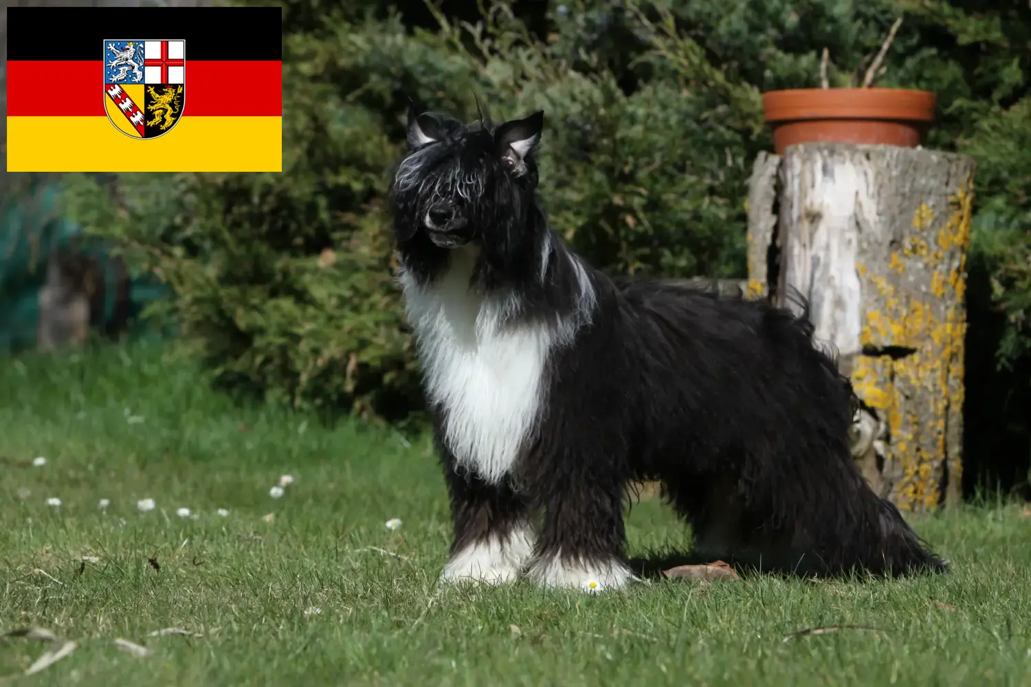 Read more about the article Chinese Crested Dog breeders and puppies in Saarland