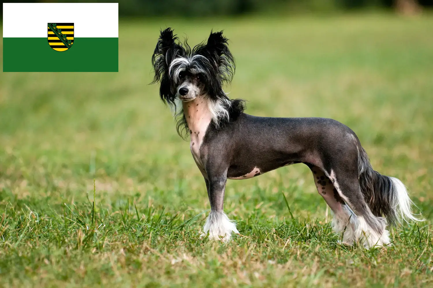 Read more about the article Chinese Crested Dog breeders and puppies in Saxony