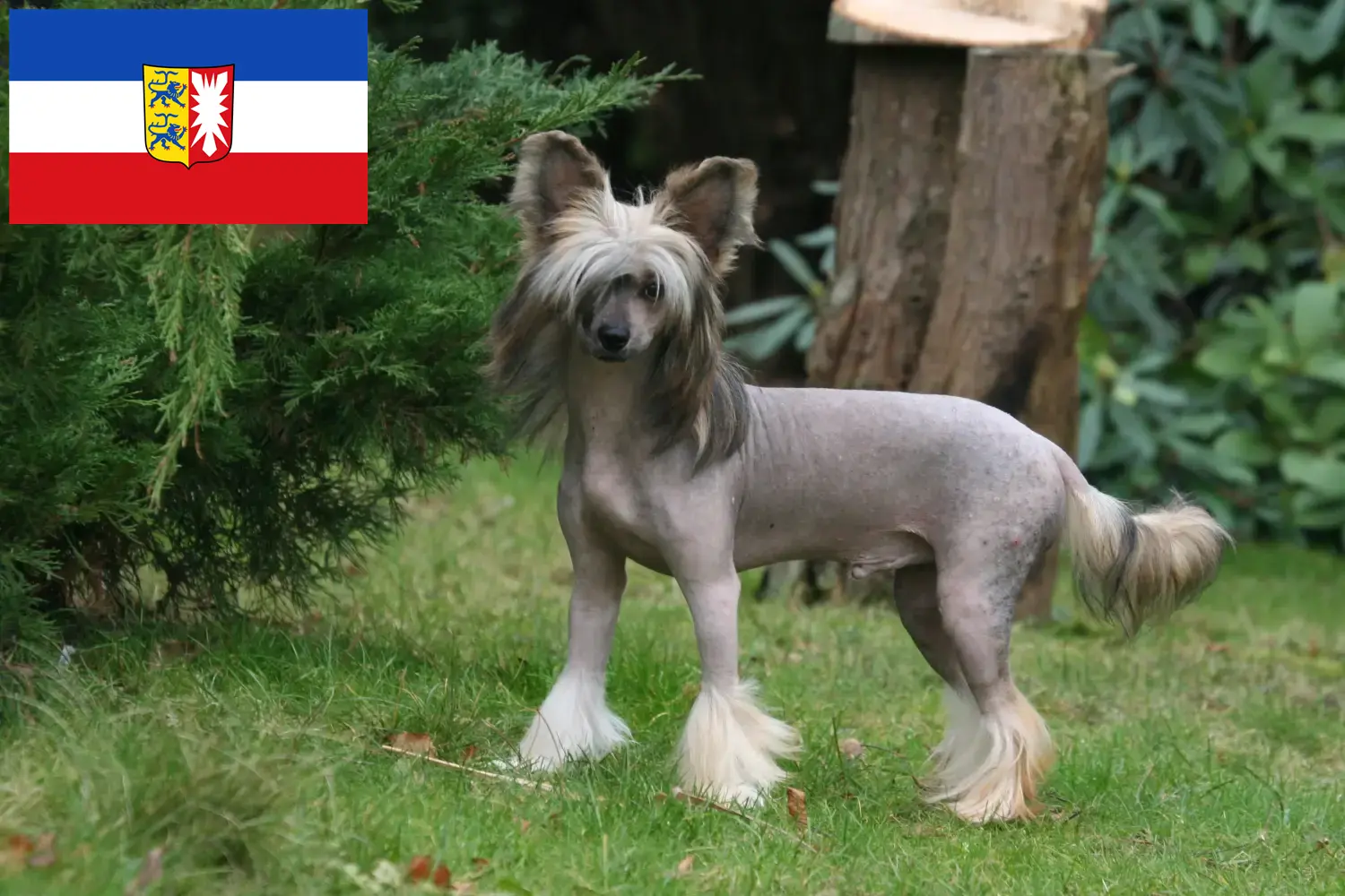 Read more about the article Chinese Crested Dog breeders and puppies in Schleswig-Holstein