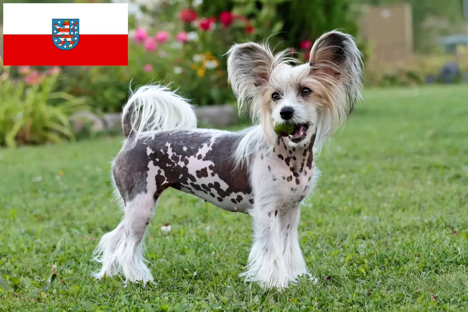 Read more about the article Chinese Crested Dog breeders and puppies in Thuringia