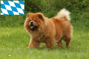 Read more about the article Chow-Chow breeders and puppies in Bavaria