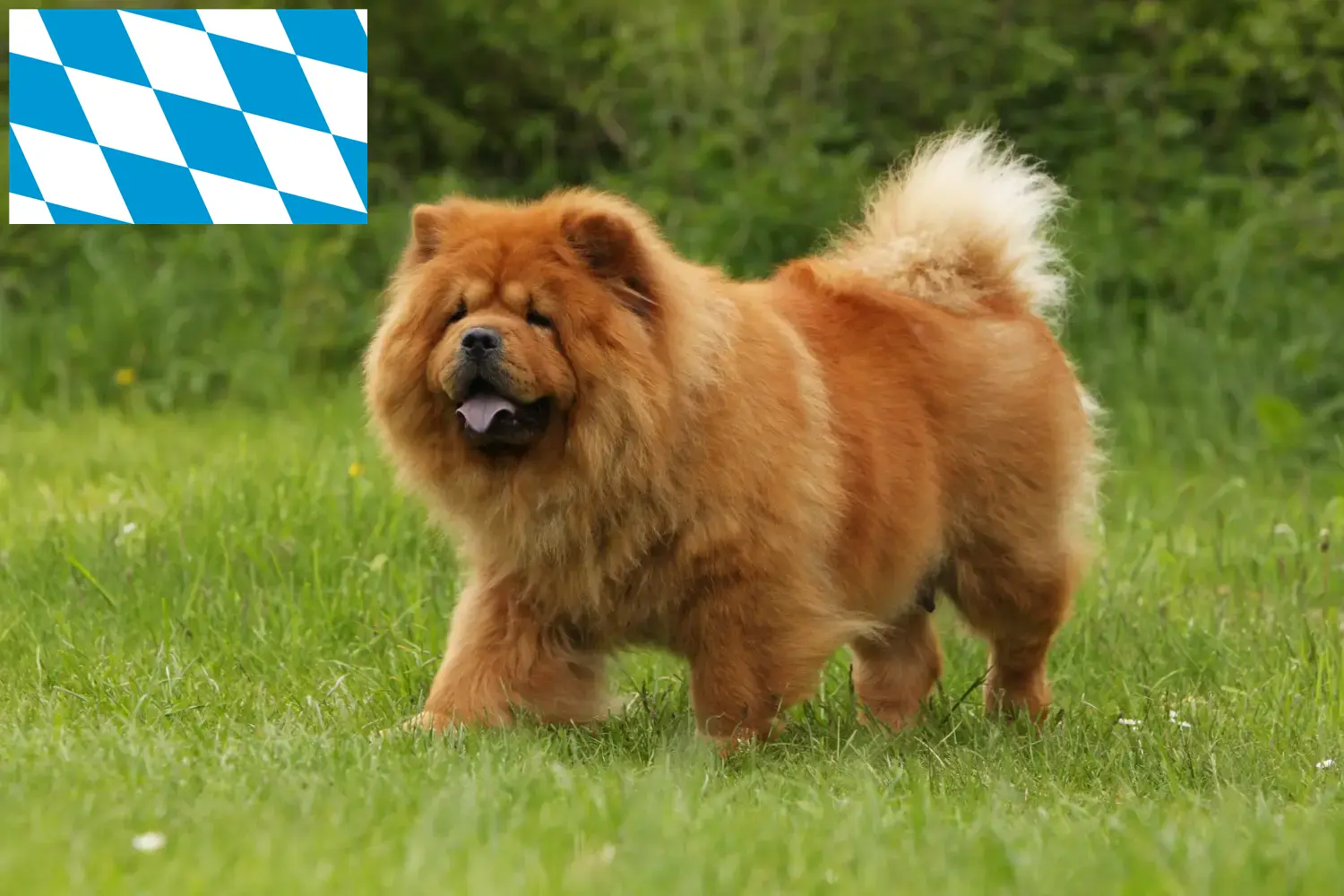 Read more about the article Chow-Chow breeders and puppies in Bavaria